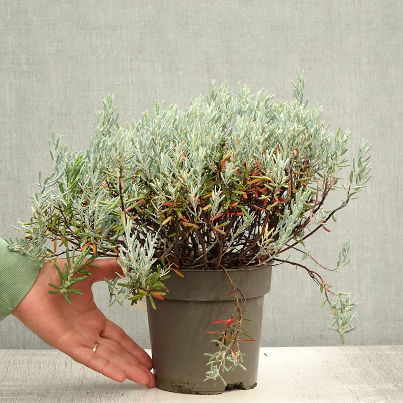 Example of Andromeda polifolia Blue Lagoon - Sumpfrosmarin Topf mit 2L/3L as you get in ete