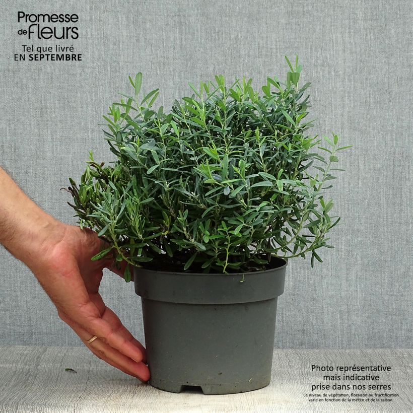 Example of Andromeda polifolia Blue Ice - Sumpfrosmarin Topf mit 2L/3L as you get in automne