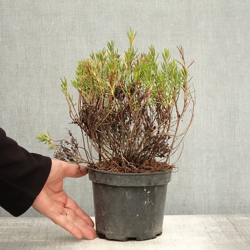 Example of Andromeda polifolia Nikko - Sumpfrosmarin Topf mit 2L/3L as you get in automne