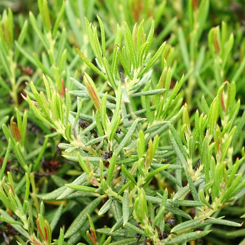 Andromeda polifolia Nikko - Sumpfrosmarin (Foliage)