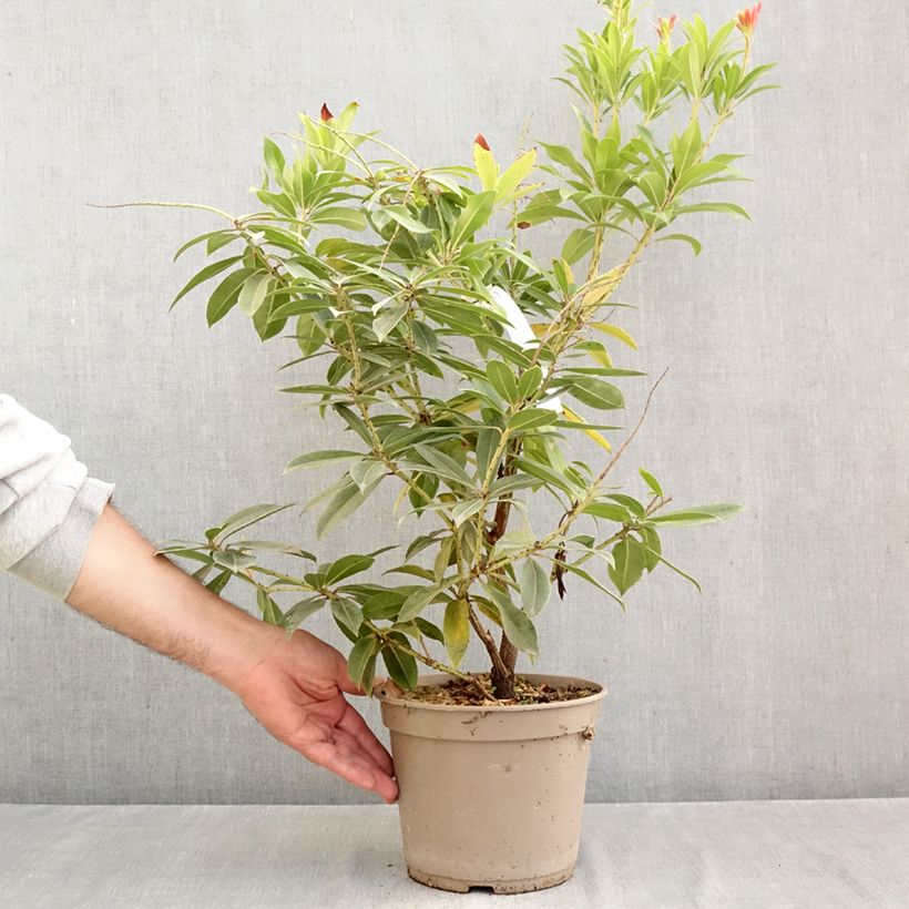Exemplar von Schattenglöckchen - Pieris formosa var. forrestii Topf mit 4L/5L wie im Herbst geliefert