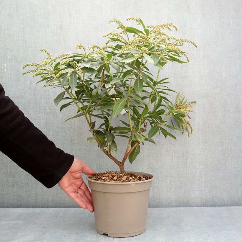 Exemplar von Schattenglöckchen - Pieris formosa var. forrestii Topf mit 4L/5L wie im Frühjahr geliefert