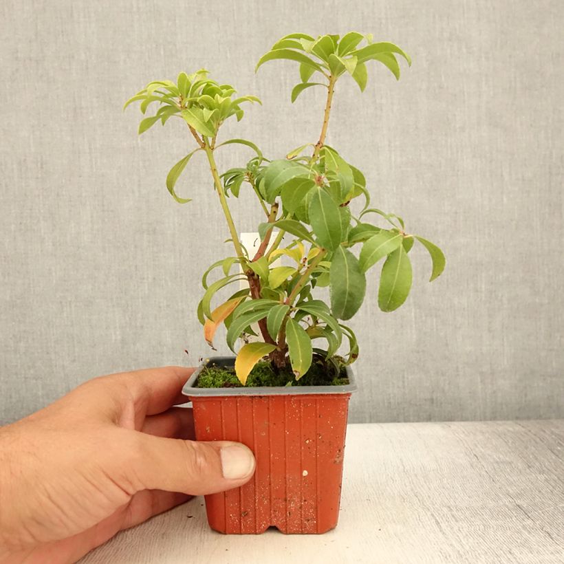 Example of Schattenglöckchen Bonfire - Pieris japonica Kleine Töpfe von 8/9 cm as you get in ete