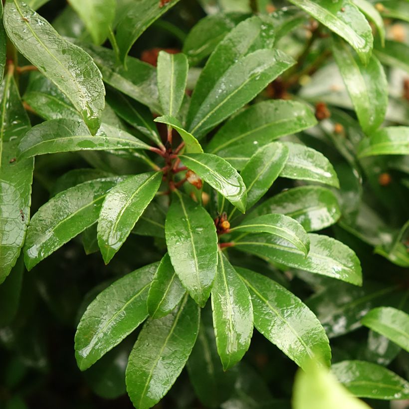 Schattenglöckchen Bonfire - Pieris japonica (Foliage)