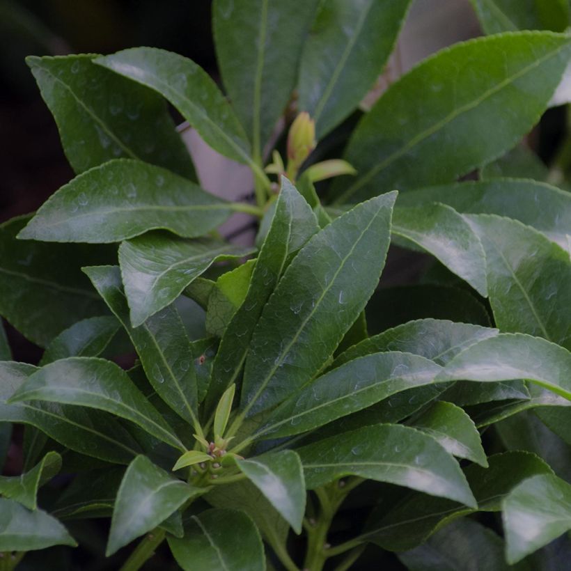 Schattenglöckchen Valley Valentine - Pieris japonica (Foliage)