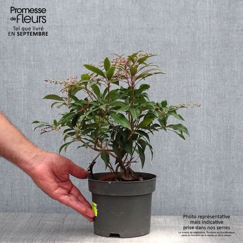 Example of Schattenglöckchen Katsura - Pieris japonica Topf mit 2L/3L as you get in automne