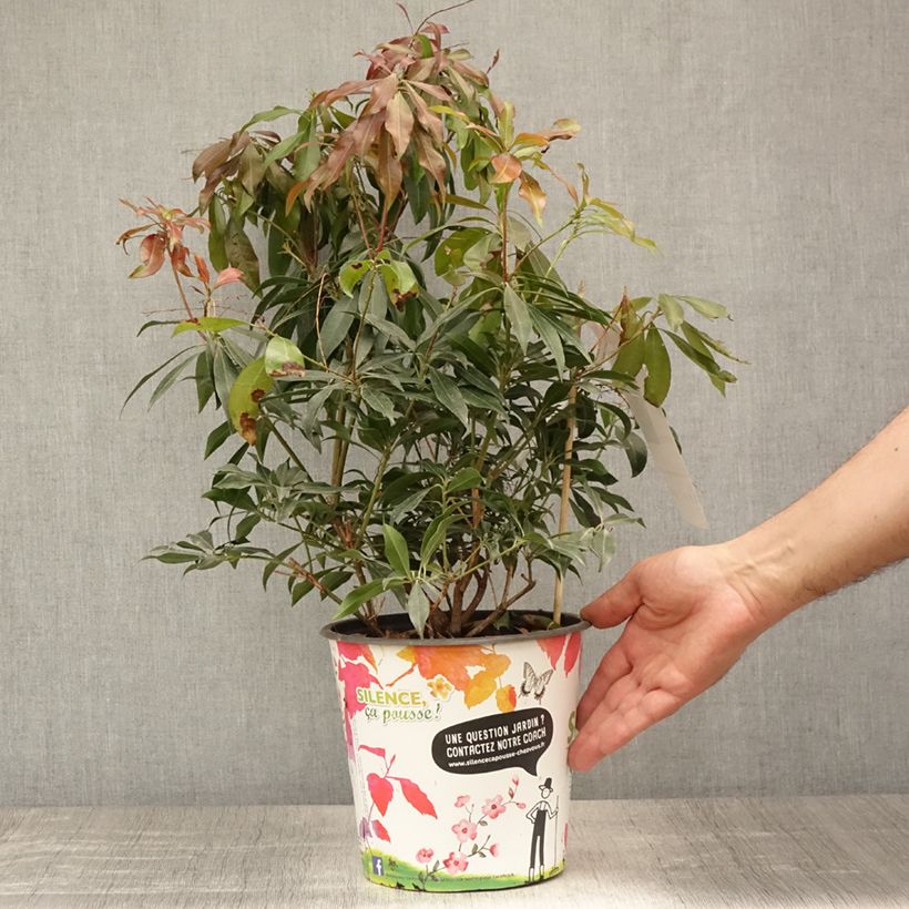 Exemplar von Schattenglöckchen Katsura - Pieris japonica Topf mit 4L/5L wie im Sommer geliefert