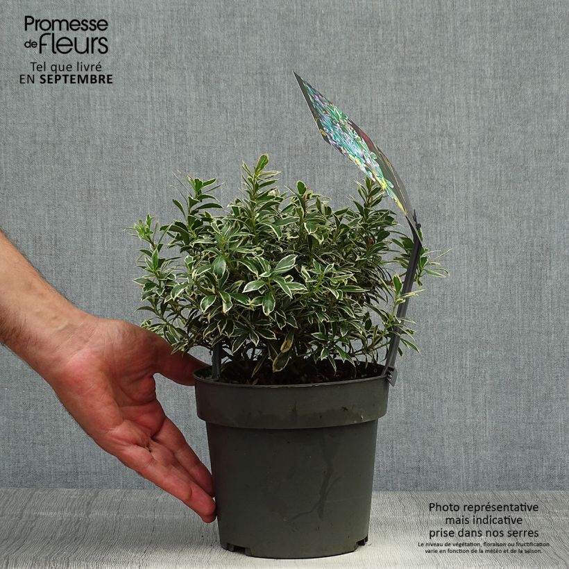 Example of Schattenglöckchen Little Frosty - Pieris japonica Topf mit 2L/3L as you get in automne