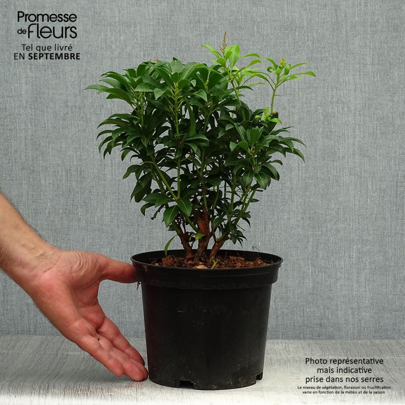 Example of Schattenglöckchen Passion - Pieris japonica Topf mit 2L/3L as you get in automne