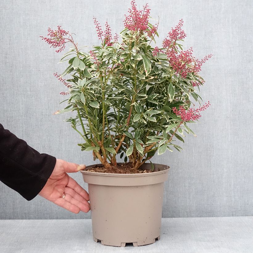 Example of Schattenglöckchen Polar passion® - Pieris japonica Topf mit 2L/3L as you get in hiver