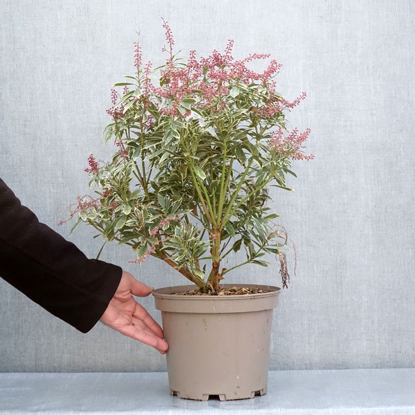 Exemplar von Schattenglöckchen Polar passion® - Pieris japonica Topf mit 2L/3L wie im Frühjahr geliefert