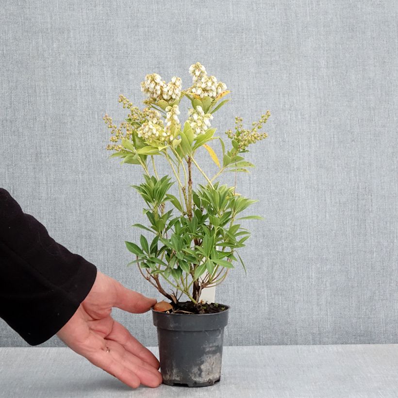 Exemplar von Schattenglöckchen Prelude - Pieris japonica Kleine Töpfe von 8/9 cm wie im Frühjahr geliefert