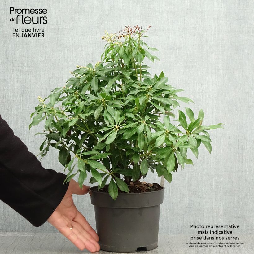 Exemplar von Schattenglöckchen Pink passion - Pieris japonica Topf mit 2L/3L wie im Winter geliefert