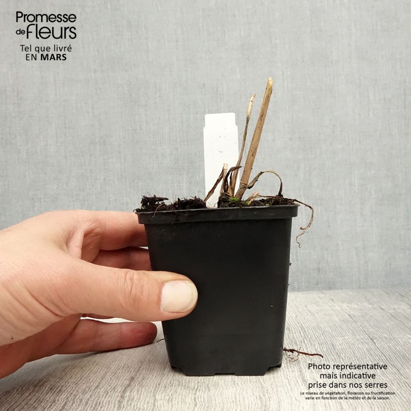 Exemplar von Andropogon gerardii Prairie Sommer - Bartgras, Gambagras Kleine Töpfe von 8/9 cm wie im Frühjahr geliefert