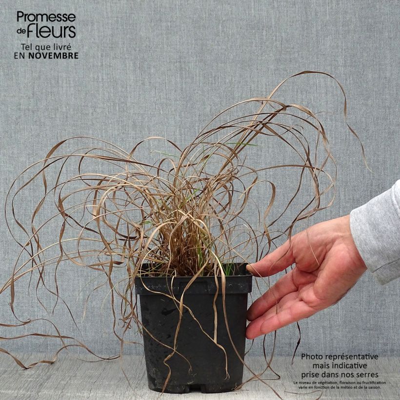 Example of Andropogon gerardii Prairie Sommer - Bartgras, Gambagras Topf mit 2L/3L as you get in automne