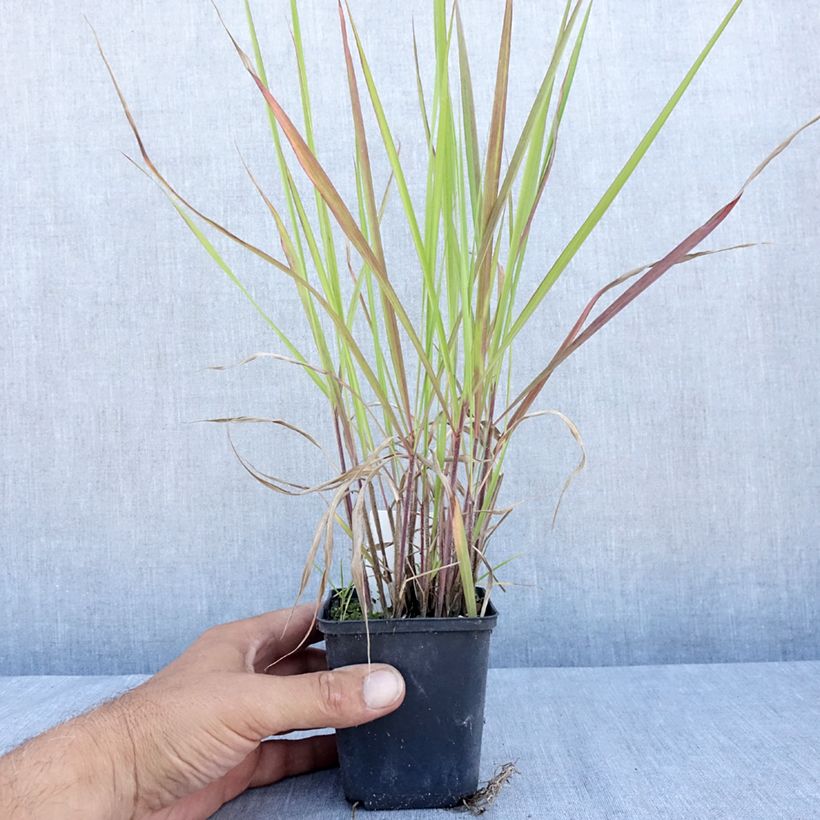 Example of Andropogon gerardii Red October - Bartgras, Gambagras Kleine Töpfe von 8/9 cm as you get in ete