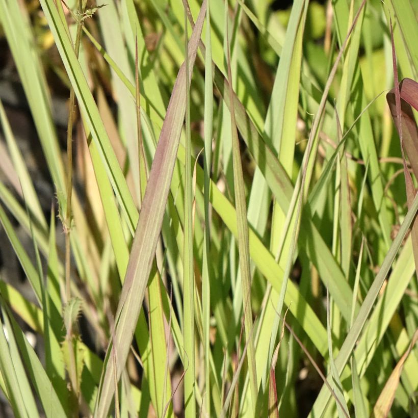 Andropogon gerardii Red October - Bartgras, Gambagras (Foliage)