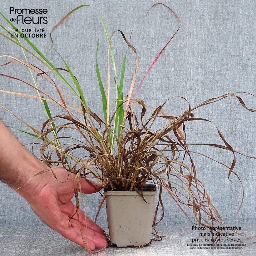 Example of Andropogon hallii Purple Konza - Bartgras, Gambagras Kleine Töpfe von 8/9 cm as you get in automne