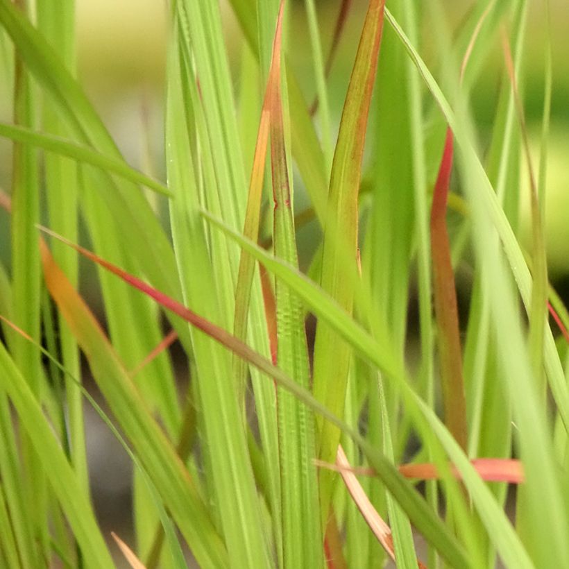 Andropogon hallii Purple Konza - Bartgras, Gambagras (Foliage)