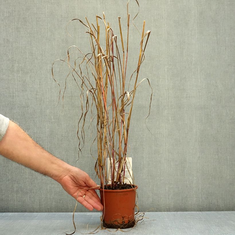 Exemplar von Andropogon hallii Purple Konza - Bartgras, Gambagras Topf mit 1L/1,5L wie im Herbst geliefert