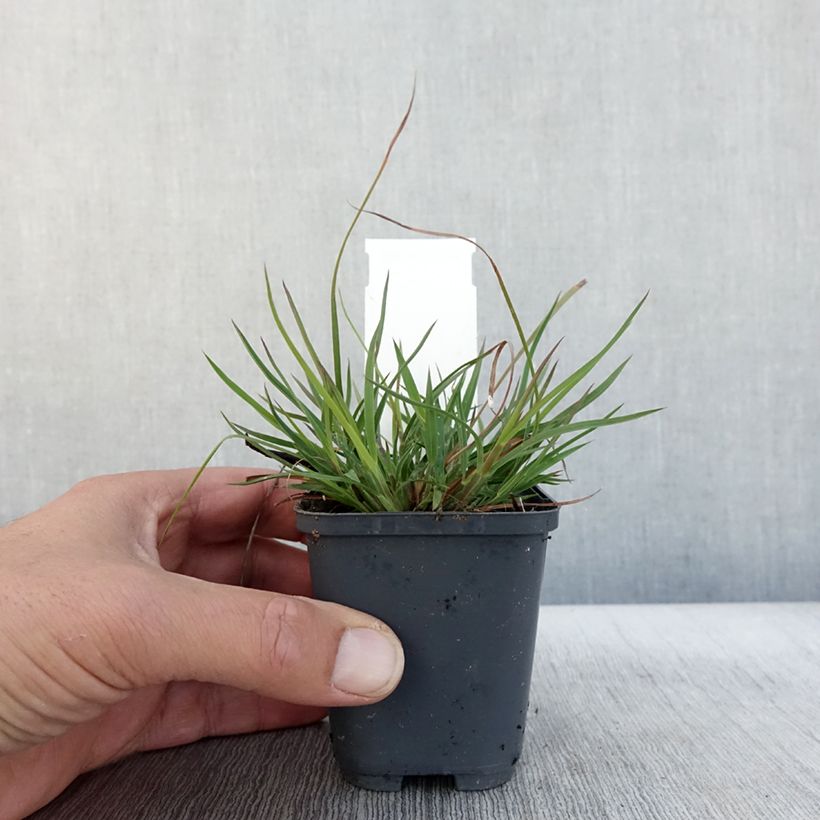 Exemplar von Andropogon ternarius - Silberbartgras Kleine Töpfe von 8/9 cm wie im Herbst geliefert