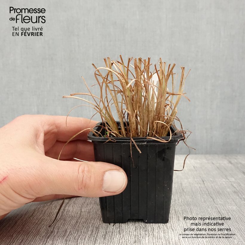 Example of Andropogon ternarius - Silberbartgras Kleine Töpfe von 8/9 cm as you get in hiver