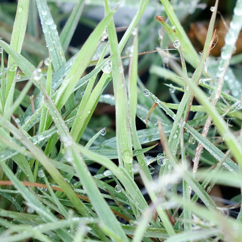 Andropogon ternarius - Silberbartgras (Foliage)
