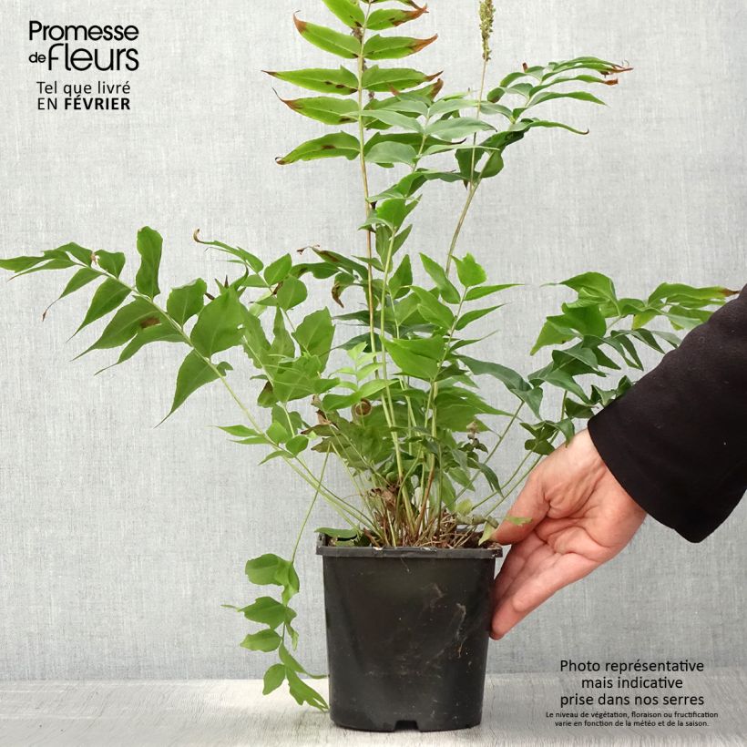 Exemplar von Anemia mexicana Topf mit 2L/3L wie im Winter geliefert