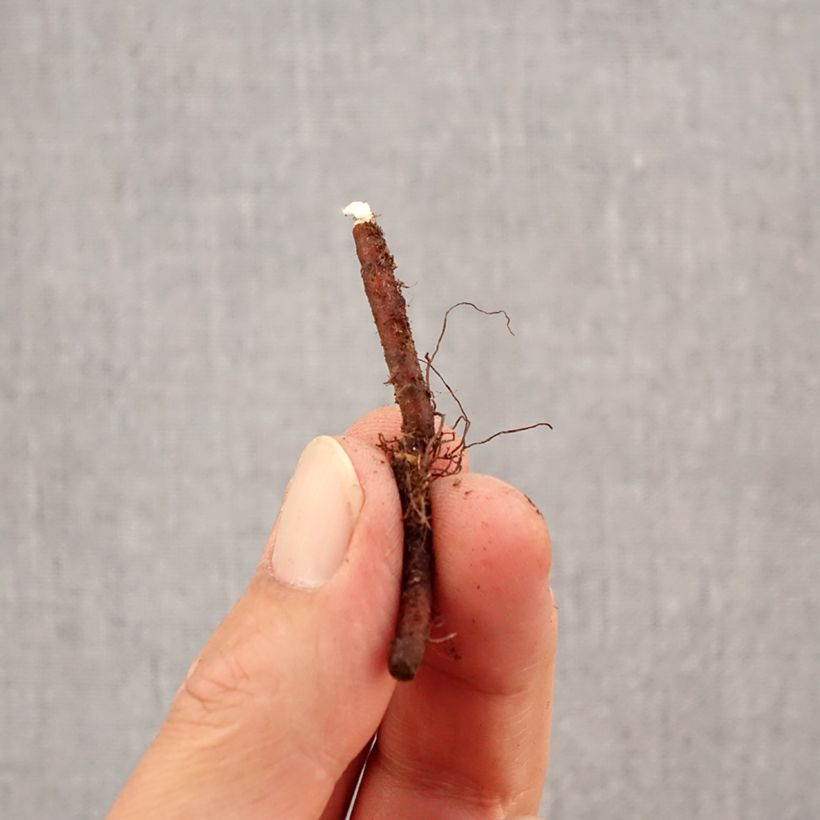 Exemplar von Anemone apennina Alba - Blaues Windröschen Zwiebel Kaliber/Größe I wie im Herbst geliefert