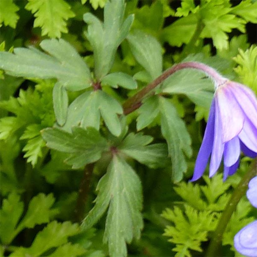 Anemone blanda Blue Shades - Balkan-Windröschen (Foliage)
