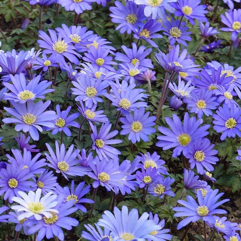 Anemone blanda Blue Shades - Balkan-Windröschen (Flowering)