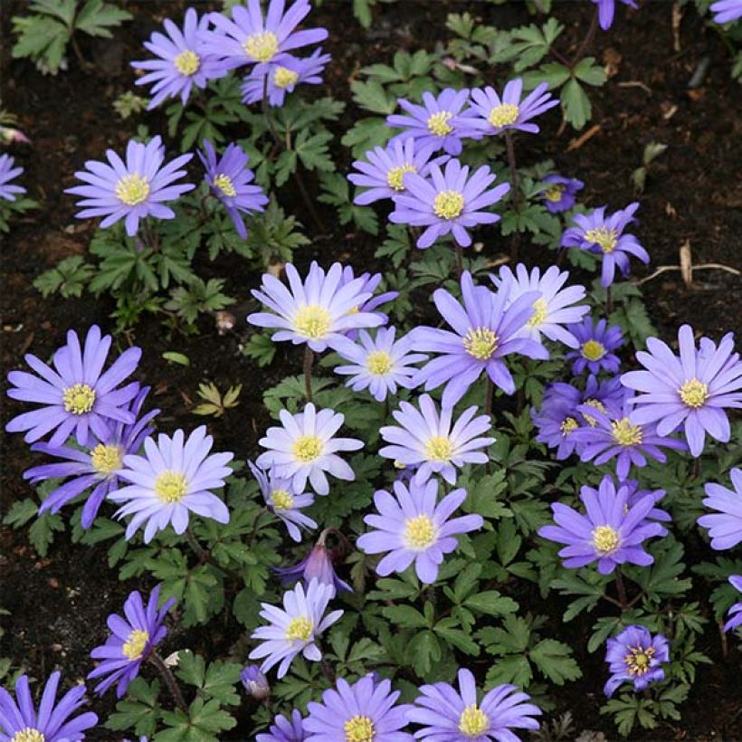 Anemone blanda Blue Shades - Balkan-Windröschen (Plant habit)