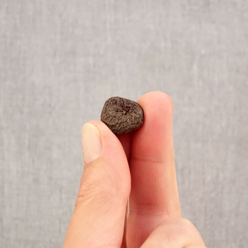 Exemplar von Anemone blanda Blue Shades - Balkan-Windröschen Zwiebel Kaliber/Größe 5+ wie im Herbst geliefert