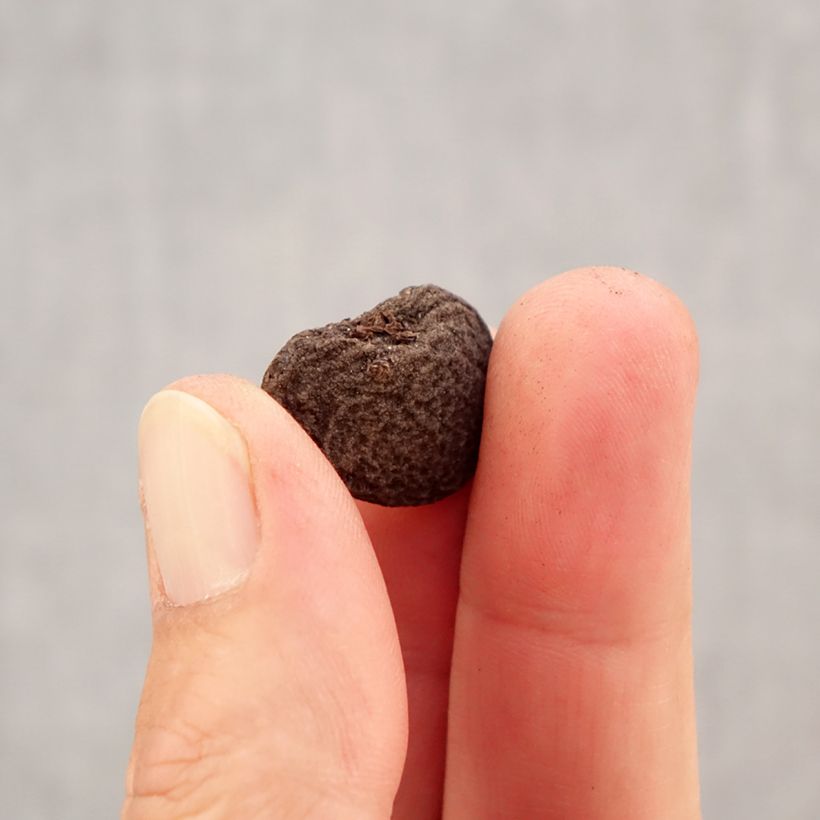 Exemplar von Anemone blanda Pink Star - Balkan-Windröschen Zwiebel Kaliber/Größe 5+ wie im Herbst geliefert