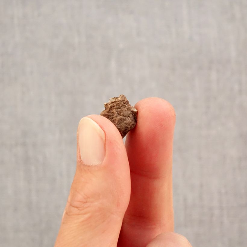 Exemplar von Anemone coronaria double Admiral - Kronen-Anemone Zwiebel Kaliber/Größe 4+ wie im Herbst geliefert