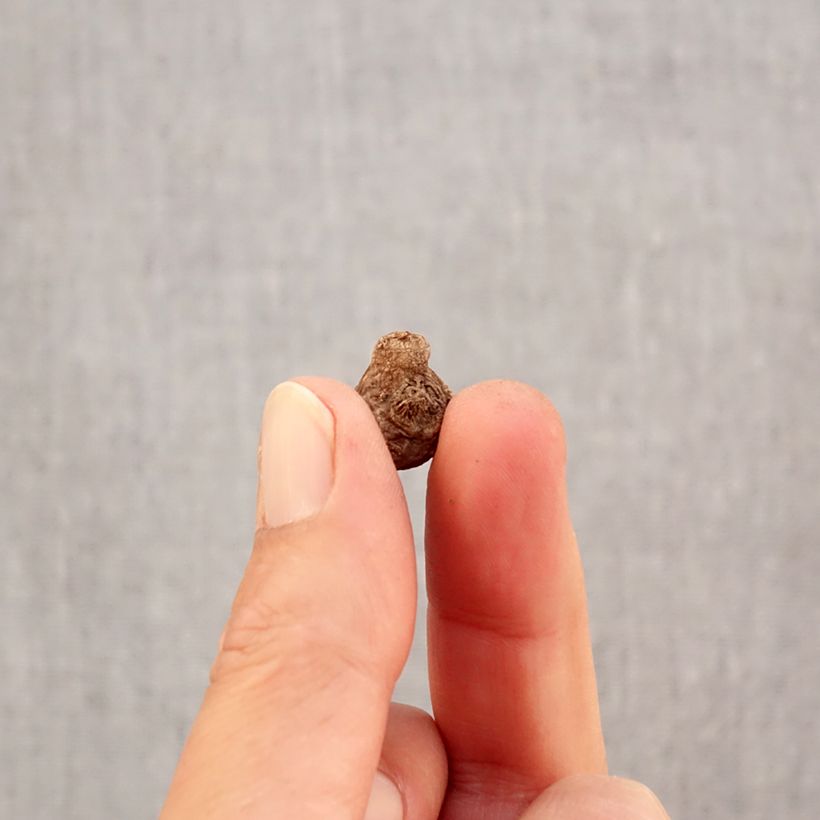 Exemplar von Anemone coronaria Hollandia - Kronen-Anemone Zwiebel Kaliber/Größe 5 wie im Herbst geliefert