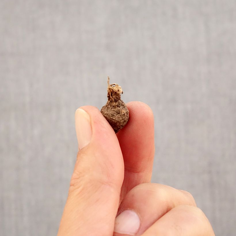 Exemplar von Anemone coronaria Mount Everest - Kronen-Anemone Zwiebel Kaliber/Größe 5 wie im Herbst geliefert