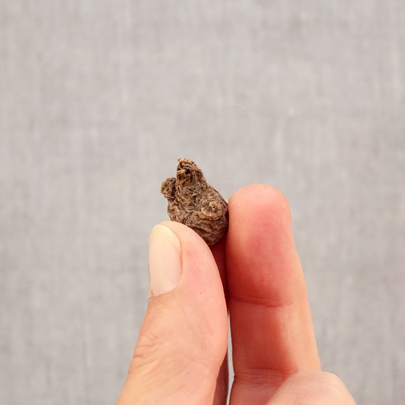 Exemplar von Anemone coronaria The Governor - Kronen-Anemone Zwiebel Kaliber/Größe 5 wie im Herbst geliefert