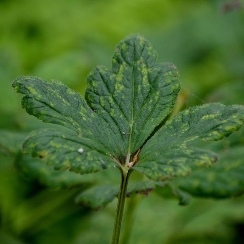 Anemone rivularis - Bach-Anemone (Foliage)