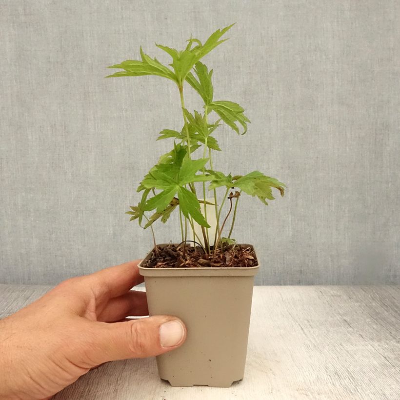Exemplar von Anemone canadensis - Kanadische Wiesen-Anemone Kleine Töpfe von 8/9 cm wie im Sommer geliefert