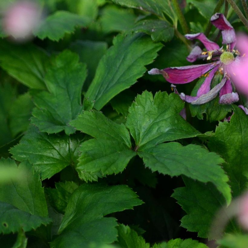 Anemone Bressingham Glow - Japan-Herbst-Anemone (Foliage)