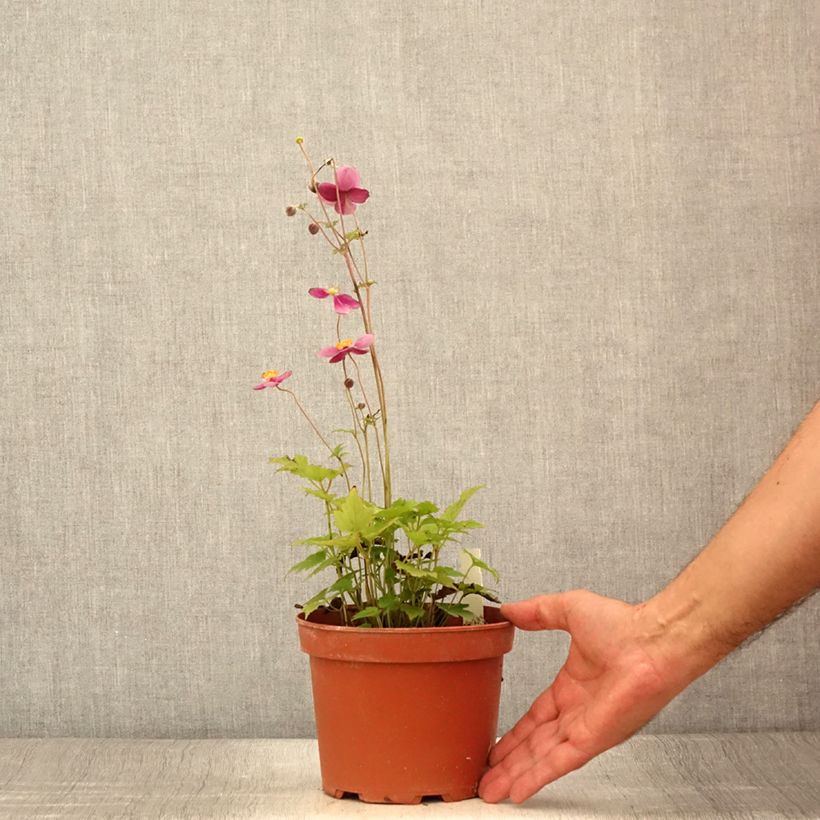 Example of Anemone hupehensis Crispa - Chinesische Herbst-Anemone Topf mit 2L/3L as you get in ete