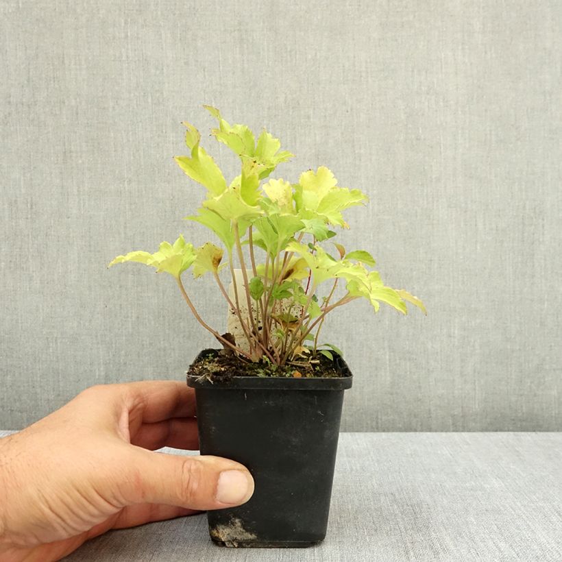 Exemplar von Anemone du Japon Fall in Love Sweetly Godet de 8/9 cm wie im Sommer geliefert