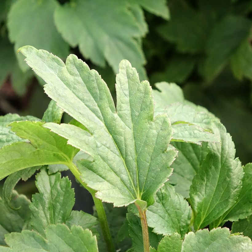 Anemone Fantasy Ariel - Japan-Herbst-Anemone (Foliage)