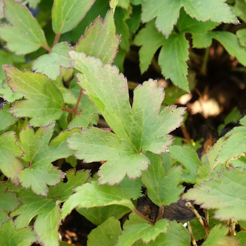 Anemone Fantasy Red Riding Hood - Japan-Herbst-Anemone (Foliage)