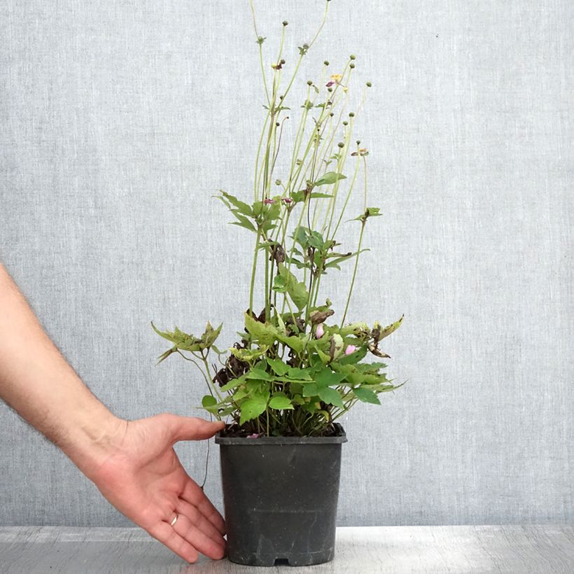 Example of Anemone hupehensis var. japonica Pamina - Chinesische Herbst-Anemone Topf mit 1L/1,5L as you get in automne