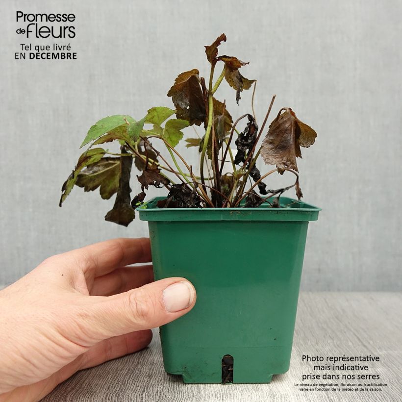 Exemplar von Anemone hupehensis var. japonica Pamina - Chinesische Herbst-Anemone Topf mit 1L/1,5L wie im Winter geliefert