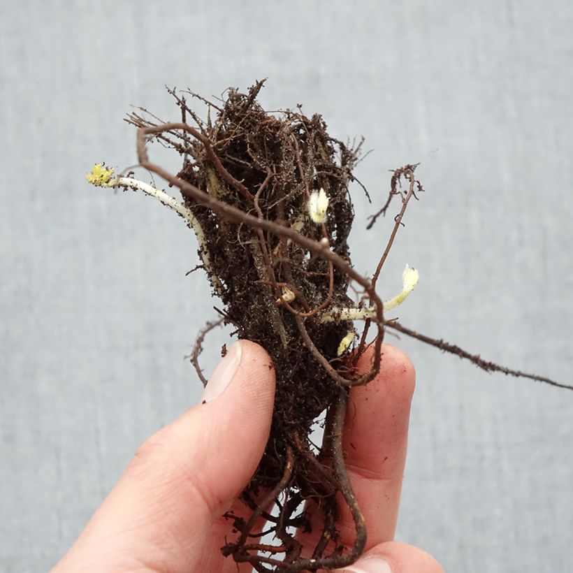 Example of Anemone hupehensis var. japonica Pamina - Chinesische Herbst-Anemone Wurzelnackt as you get in hiver