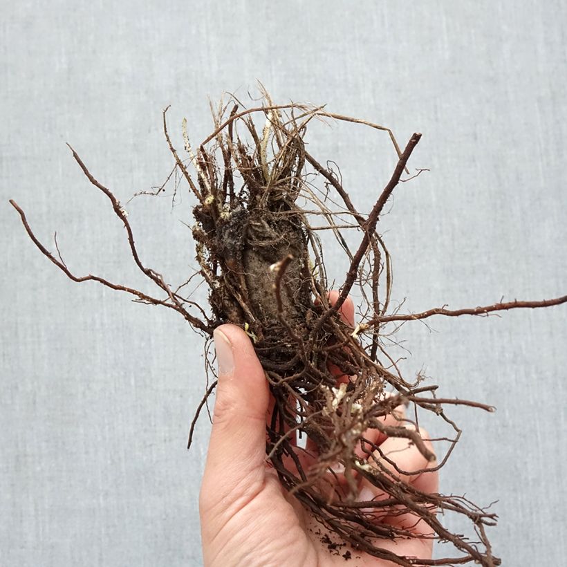 Example of Anemone hupehensis var. japonica Prinz Heinrich - Chinesische Herbst-Anemone Wurzelnackt as you get in hiver