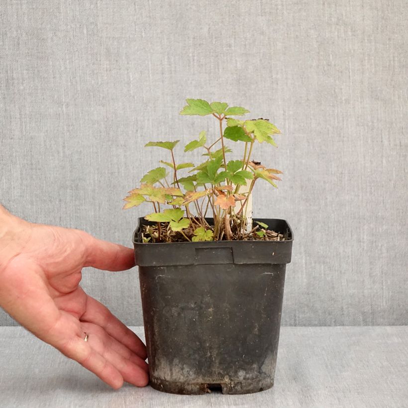 Exemplar von Anemone tomentosa Robustissima - Chinesische Herbst-Anemone Topf mit 1,5L/2L wie im Sommer geliefert